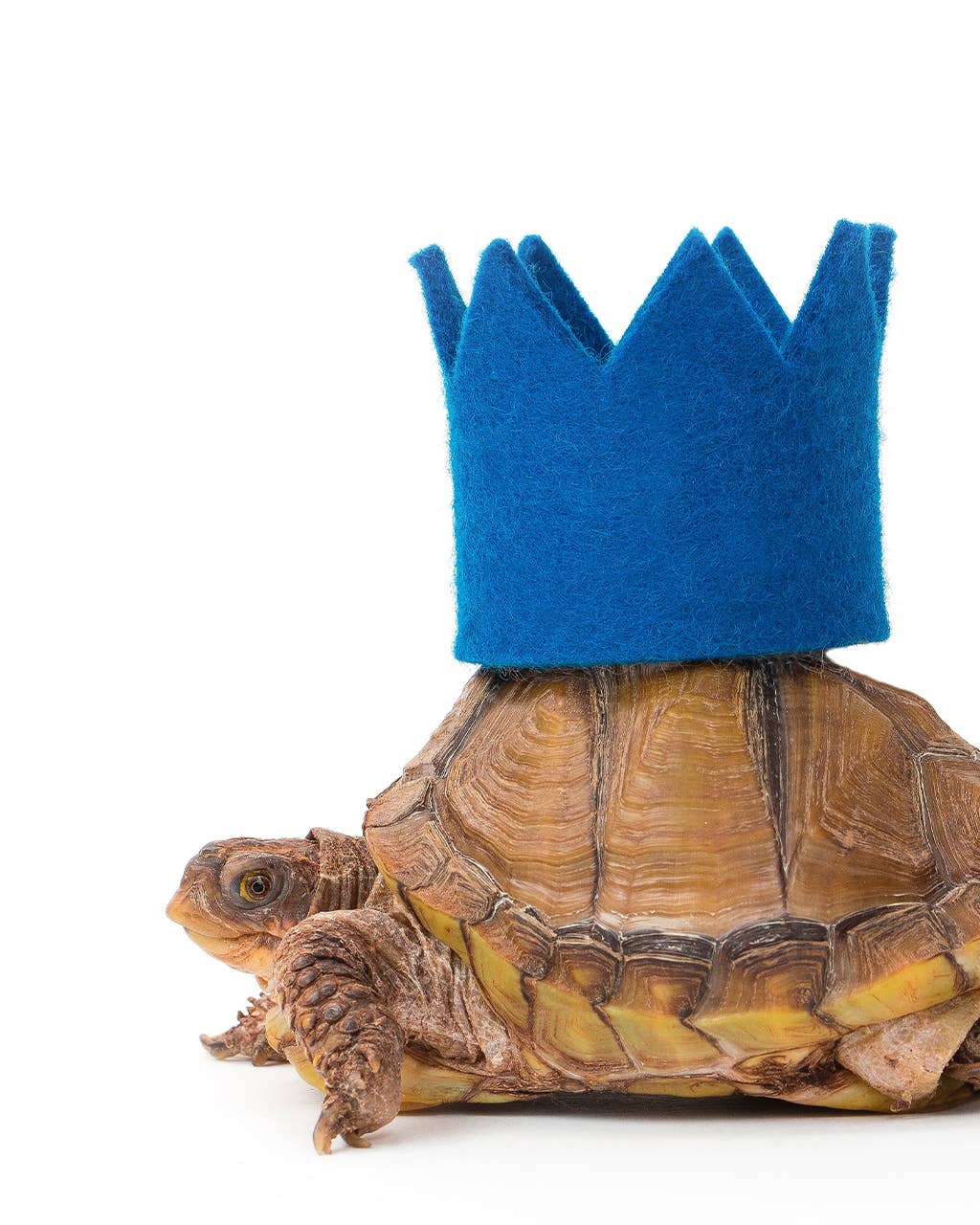 PARTY BEAST CROWN (Options Available): Blue