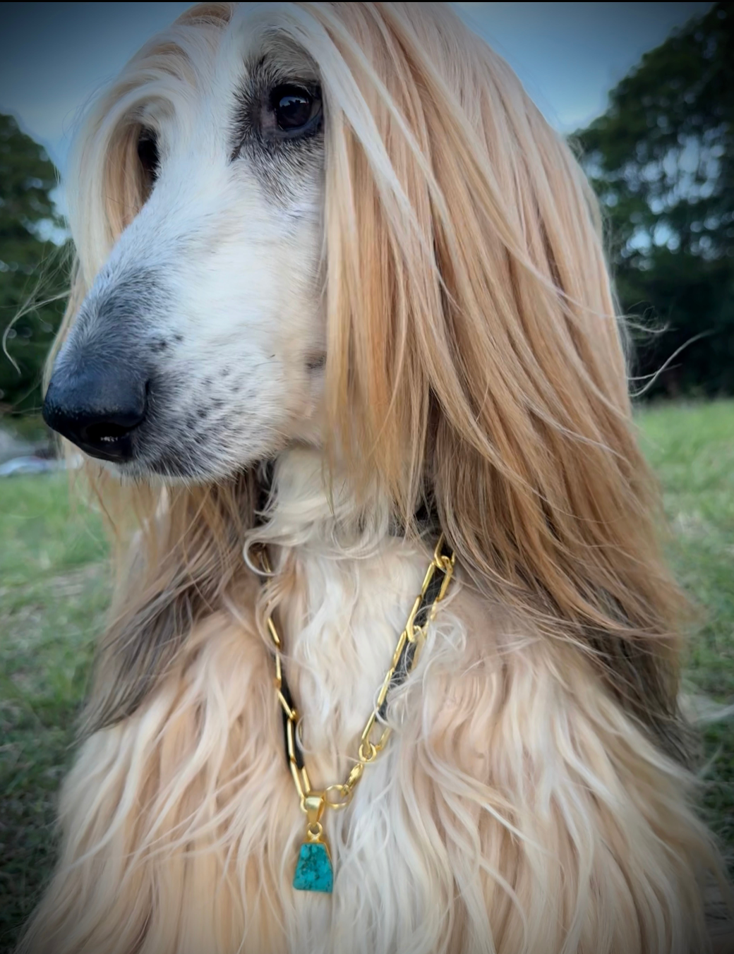 Collars & Leads