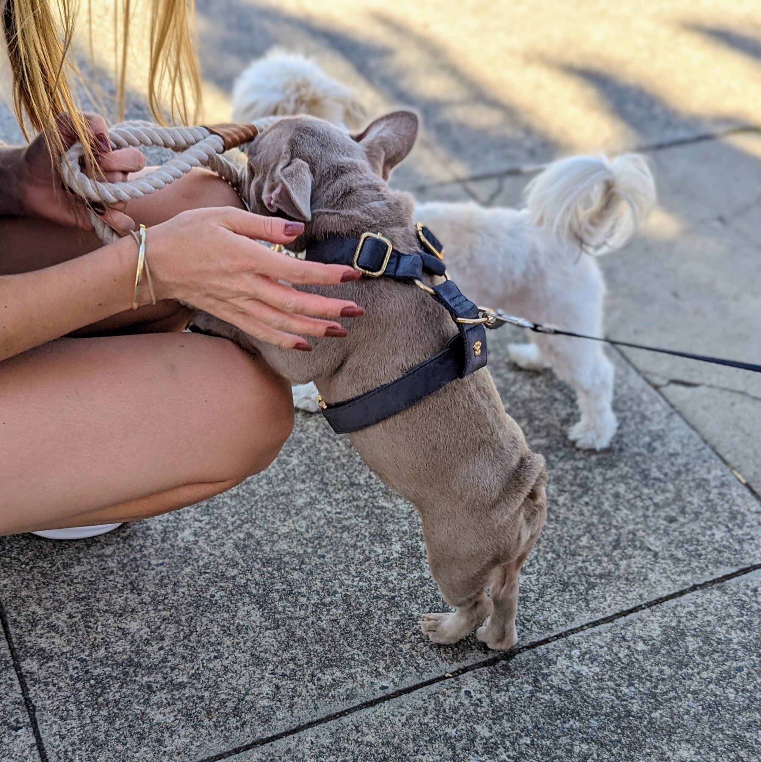 Luxe Velvet "No-Pull" Harness - Slate Grey: X Large