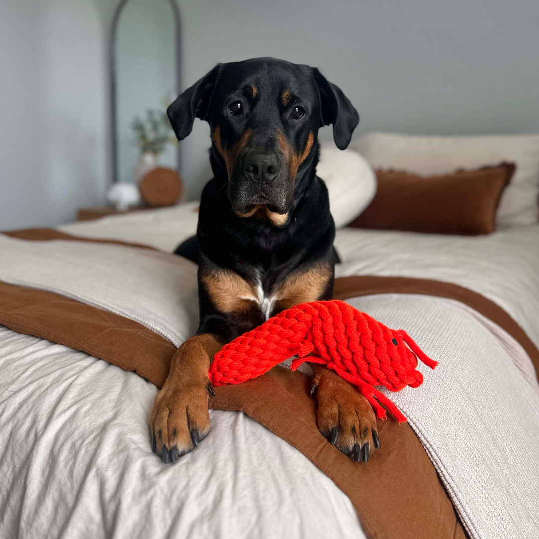 Outback Animal Toy - Pam The Prawn