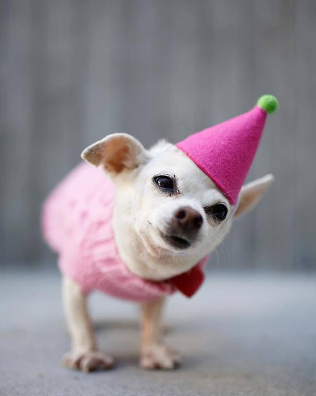 PAWTY HAT (Options Available): Blue