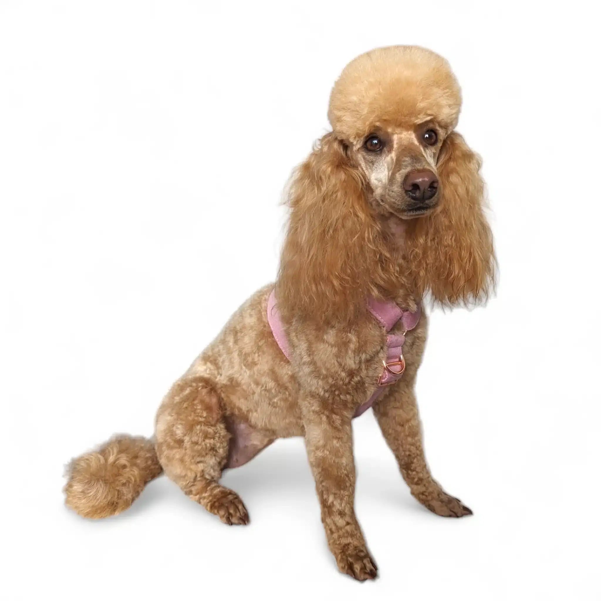 Luxe Velvet "No-Pull" Harness - Dusty Rose