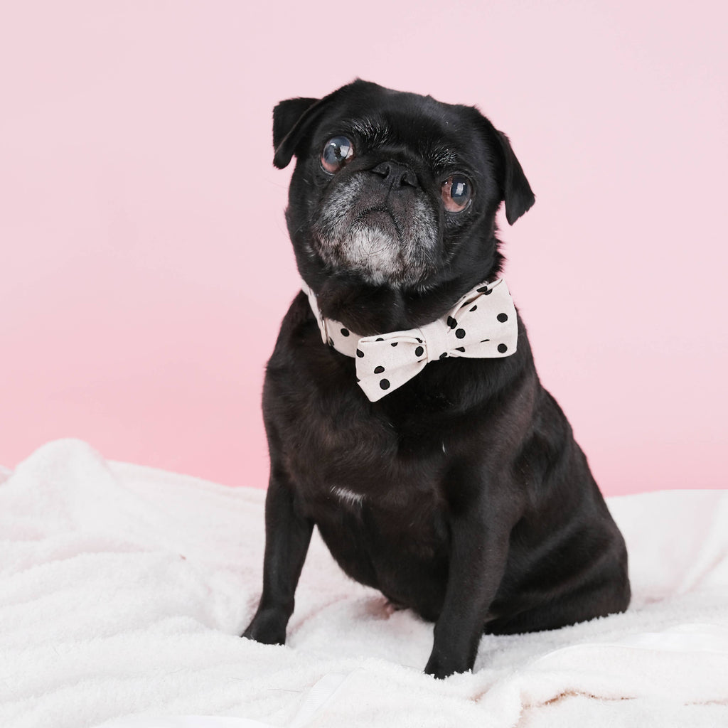 'Dottie' Polka Dot Canvas Dog Collar Bow Tie