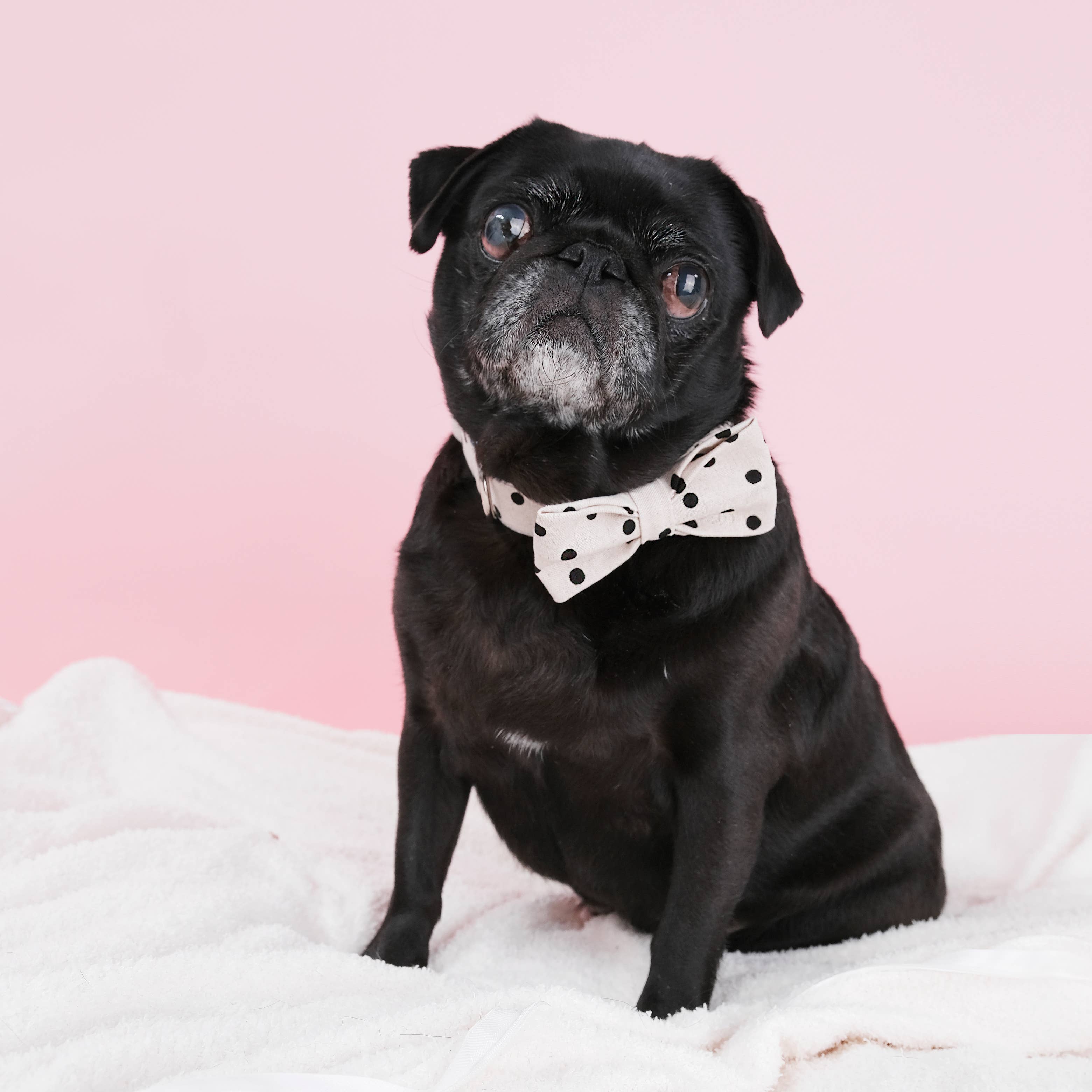 'Dottie' Polka Dot Canvas Dog Collar Bow Tie
