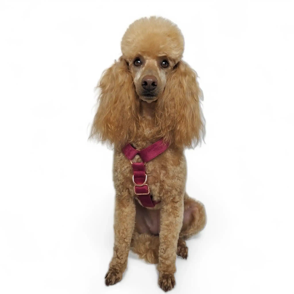 Luxe Velvet "No-Pull" Harness - Burgundy