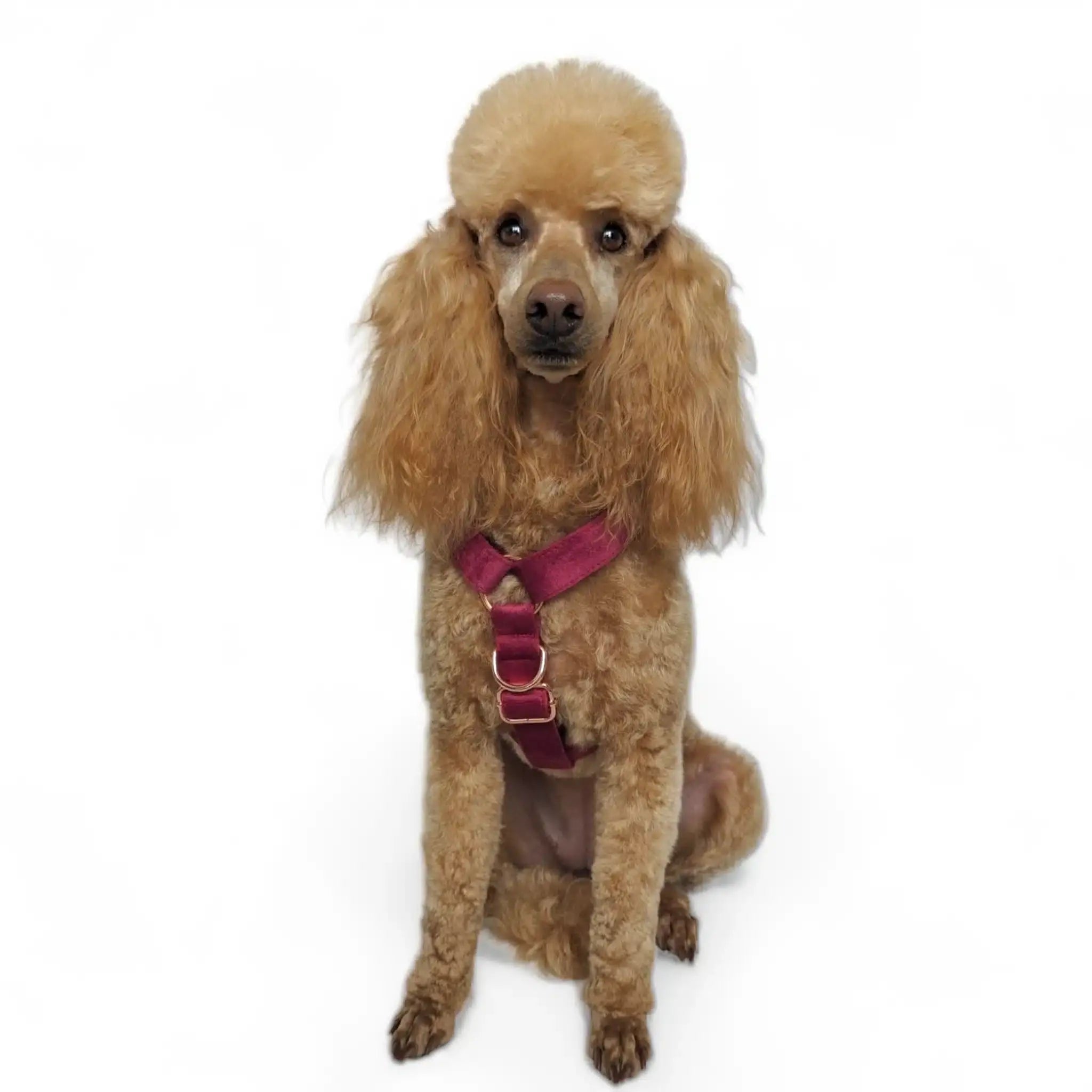 Luxe Velvet "No-Pull" Harness - Burgundy