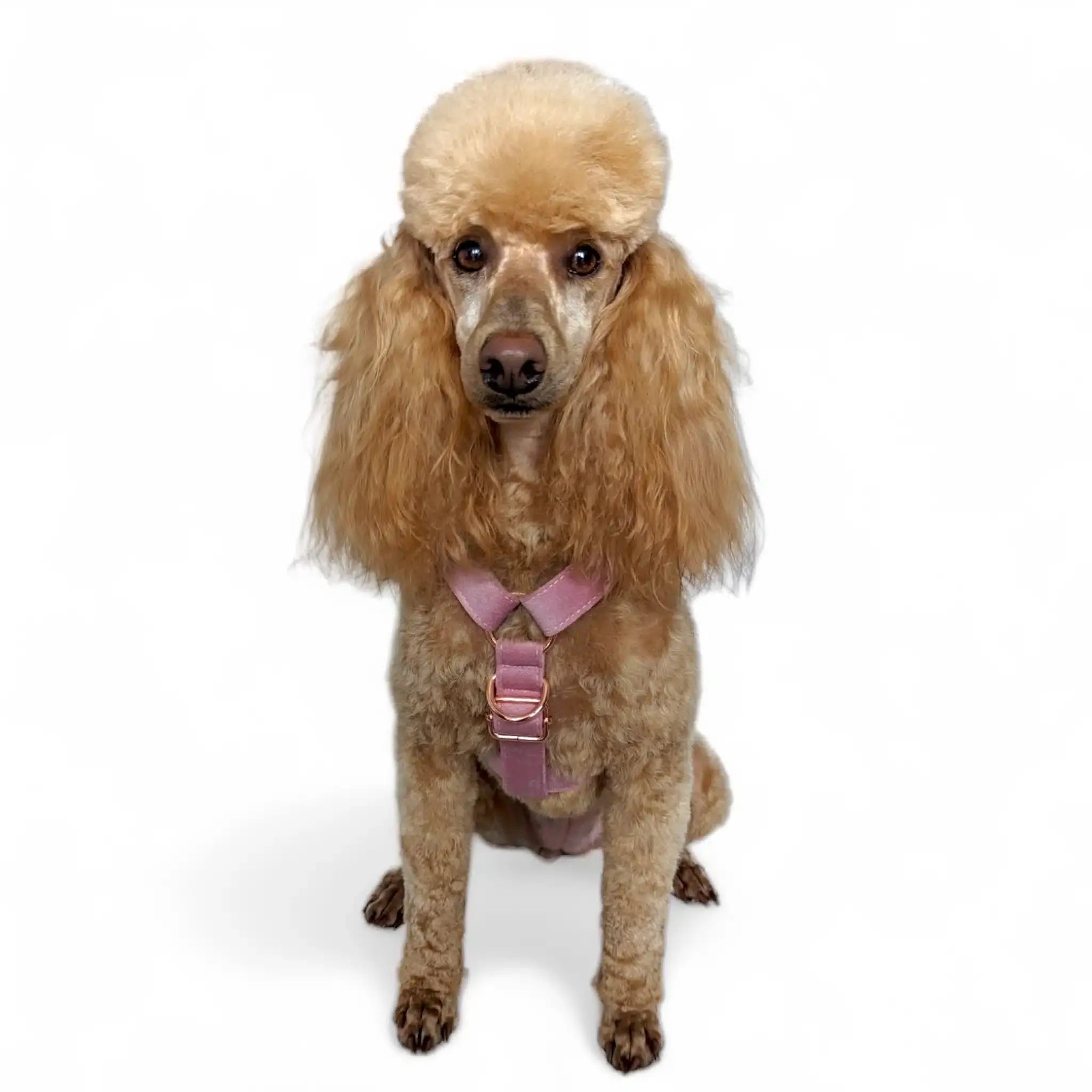 Luxe Velvet "No-Pull" Harness - Dusty Rose