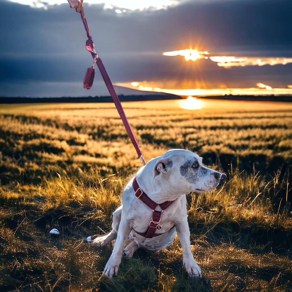 Luxe Velvet "No-Pull" Harness - Burgundy