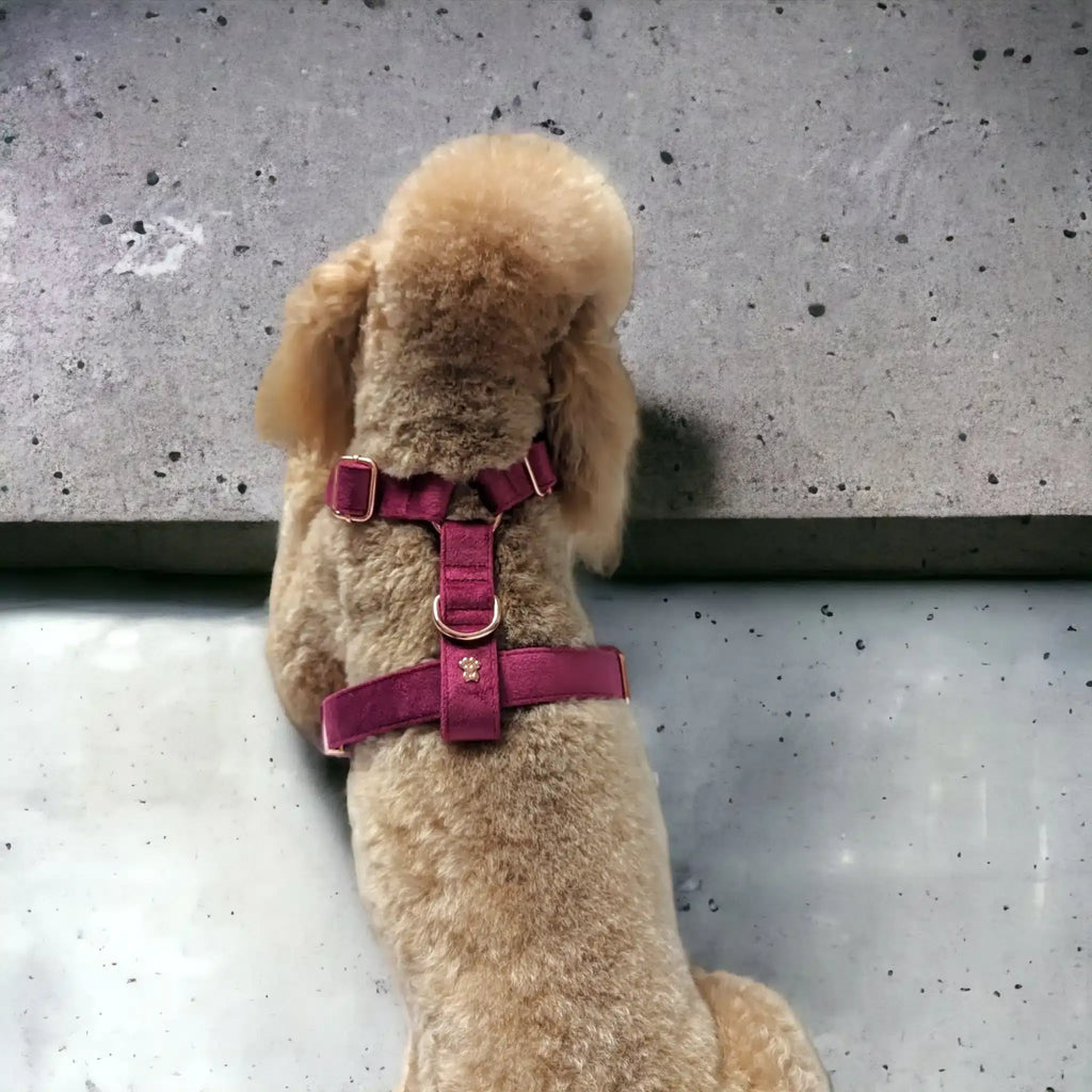 Luxe Velvet "No-Pull" Harness - Burgundy