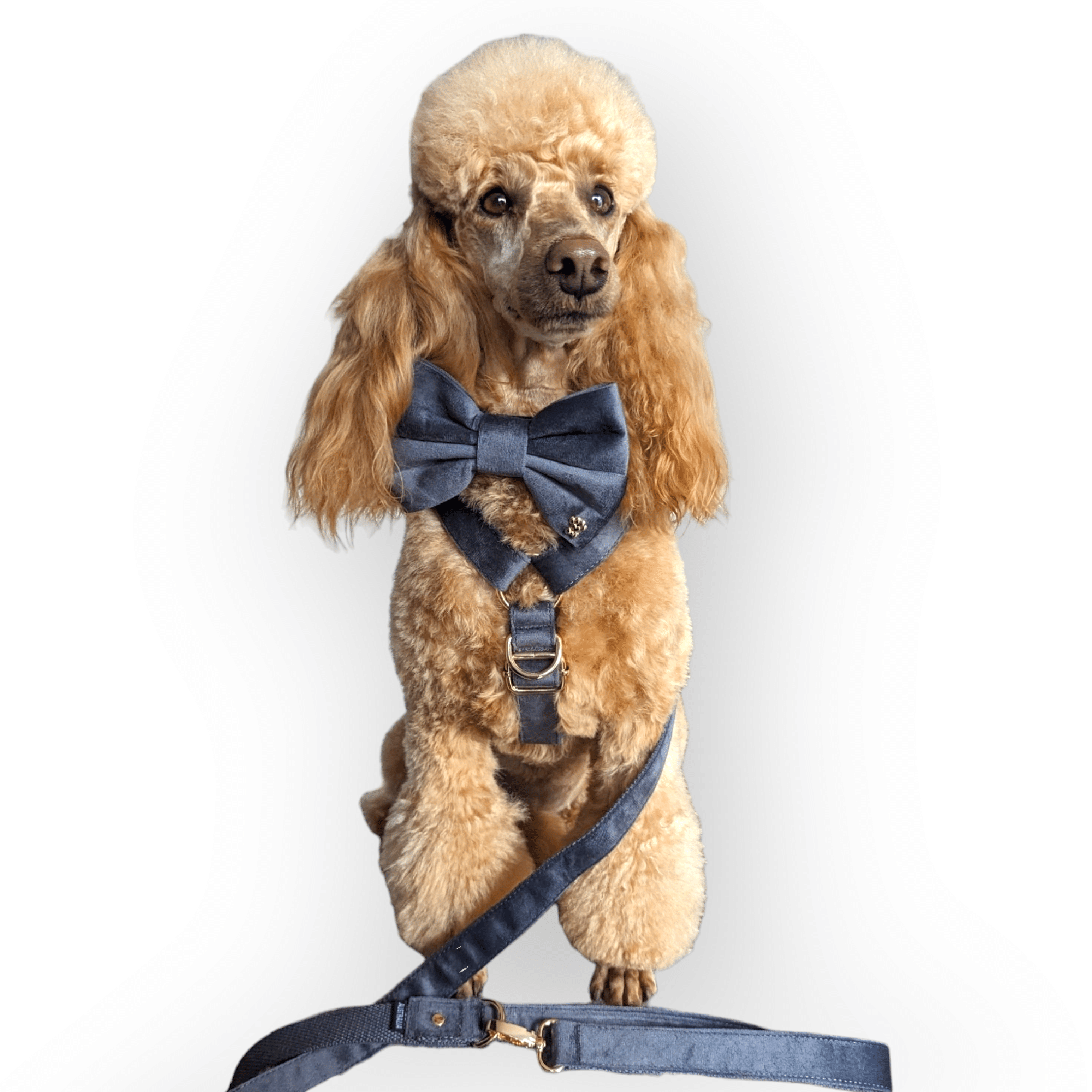 LUXE VELVET Leash - Slate Grey