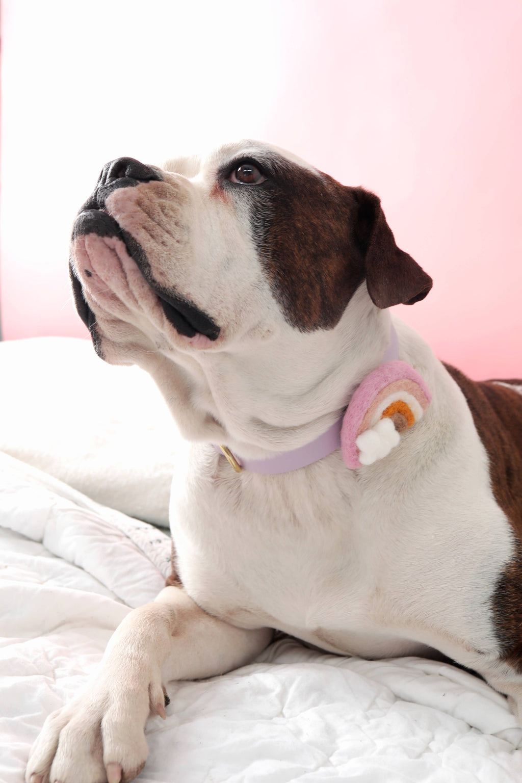 Rainbow Dog Collar Accessory (4 Colors) - Pride