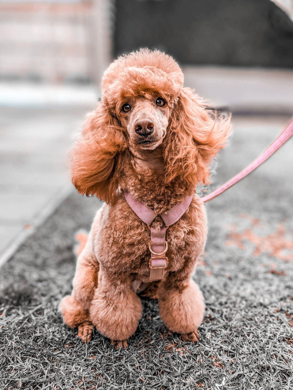Luxe Velvet "No-Pull" Harness - Dusty Rose