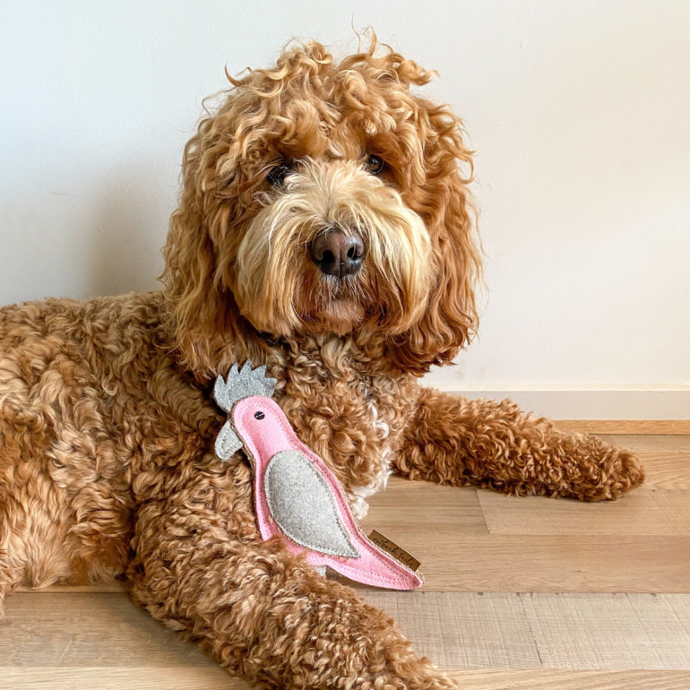 GERTIE The Galah
