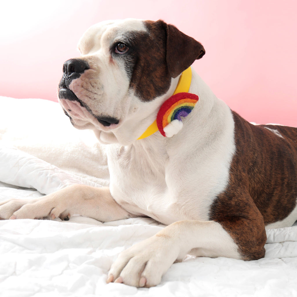 Rainbow Dog Collar Accessory (4 Colors) - Pride