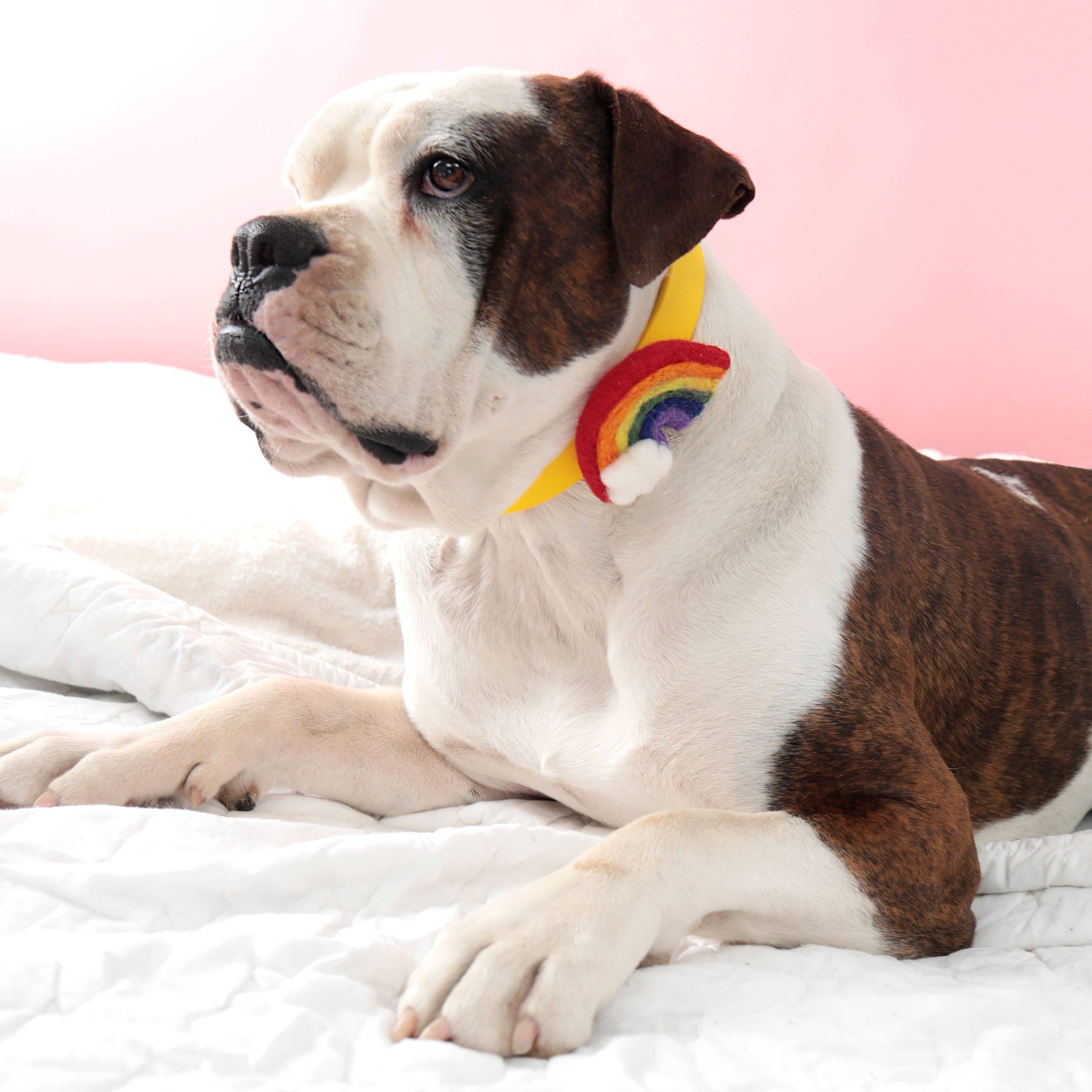Rainbow Dog Collar Accessory (4 Colors) - Pride
