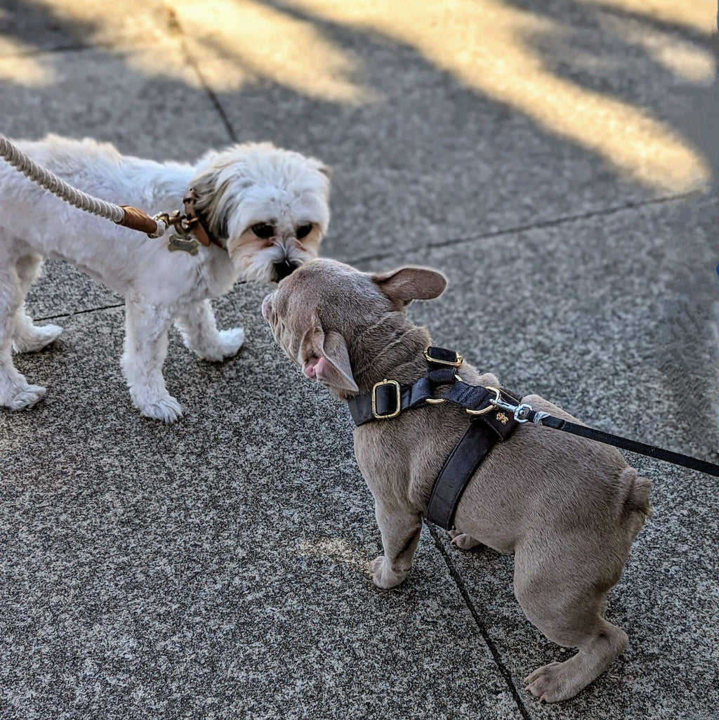 Luxe Velvet "No-Pull" Harness - Slate Grey: X Large