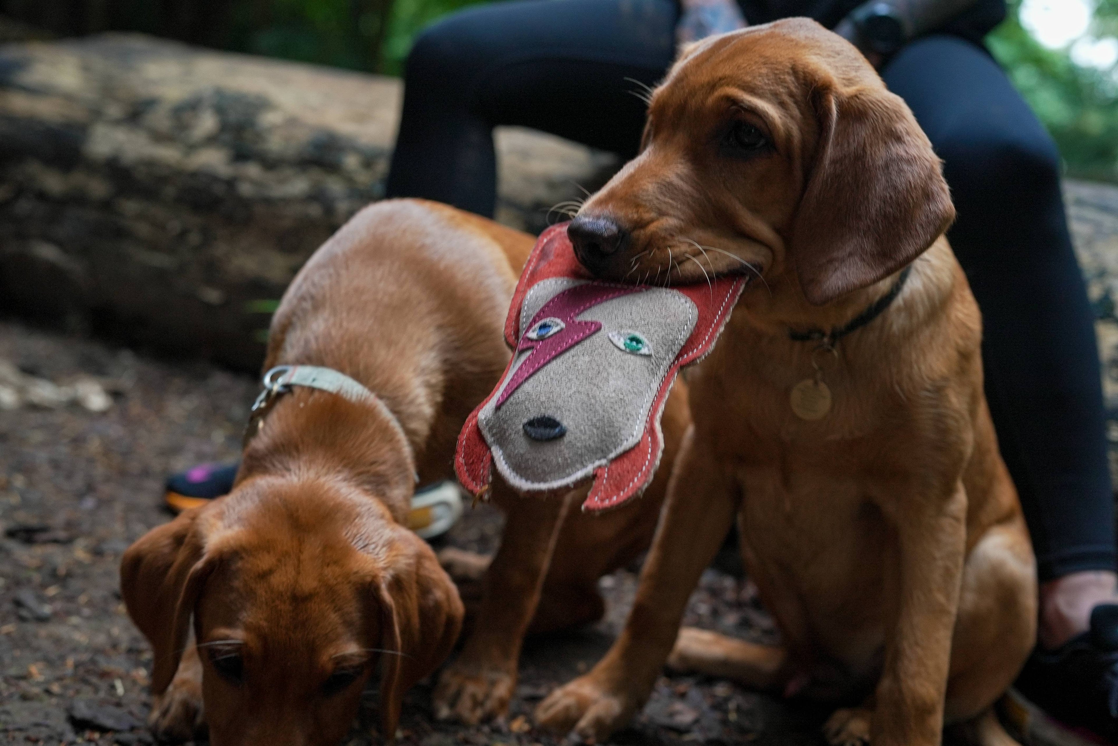 Starman Eco Dog Leather Toy (Limited Edition)