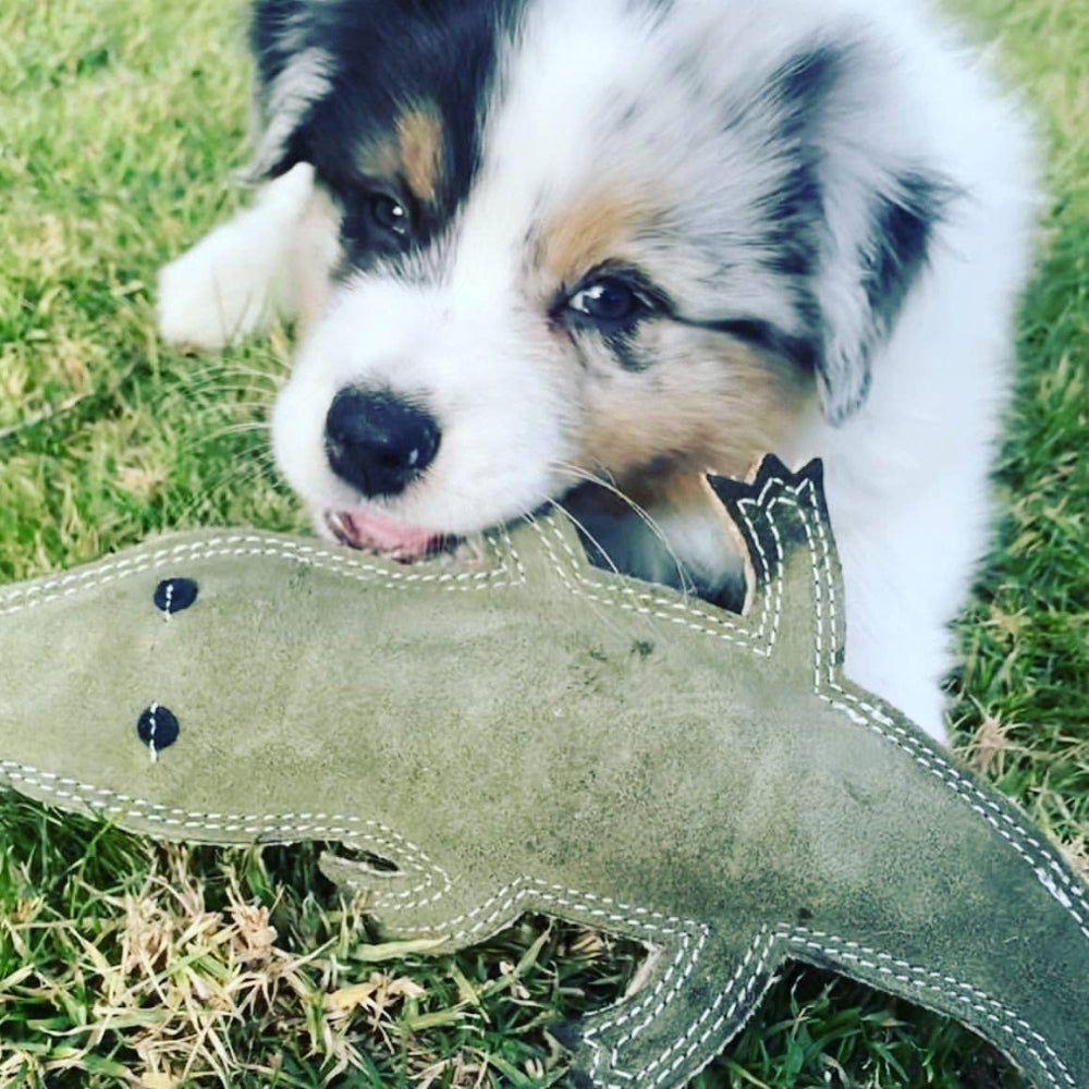 STEVE The Crocodile