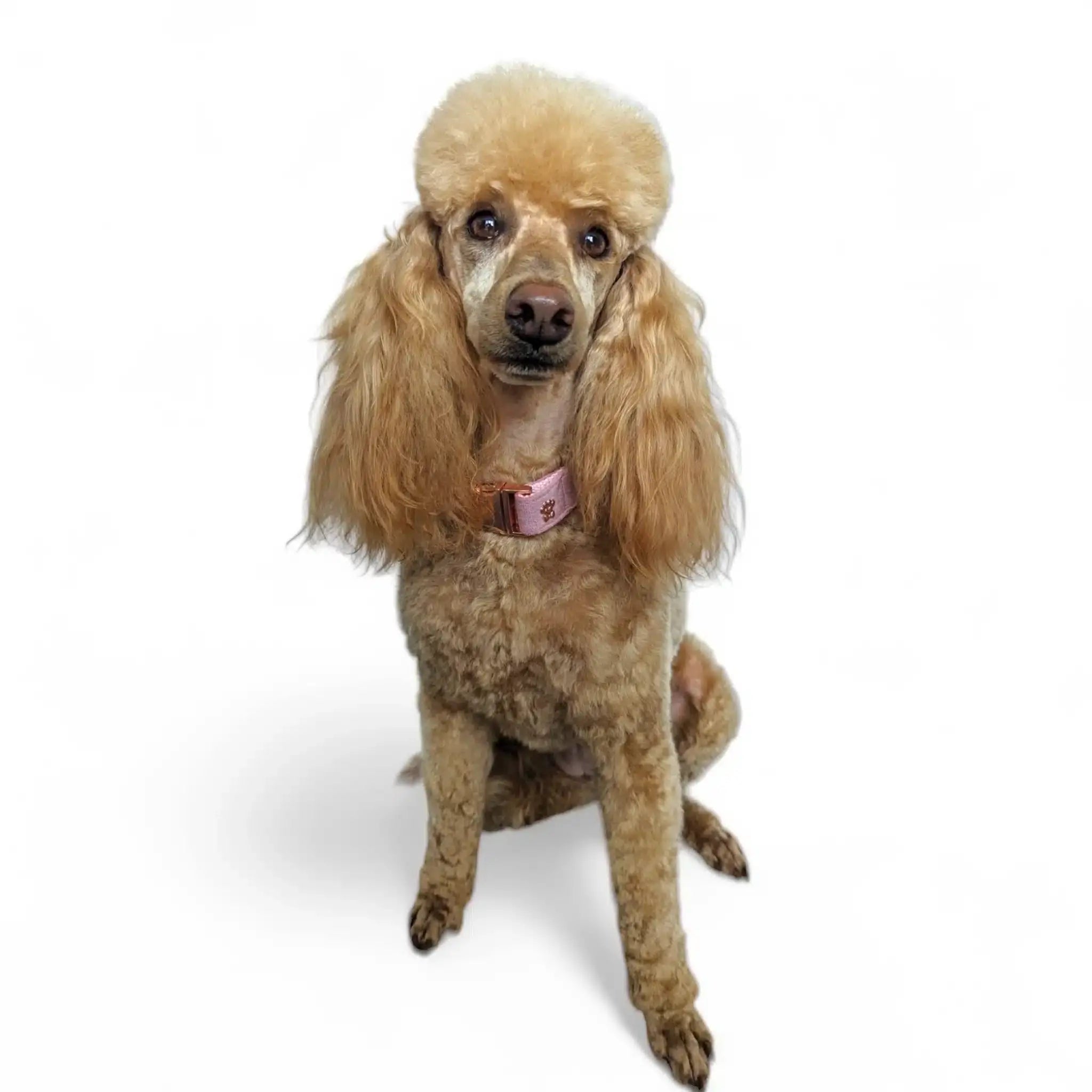 Luxe Velvet Collar - Dusty Rose