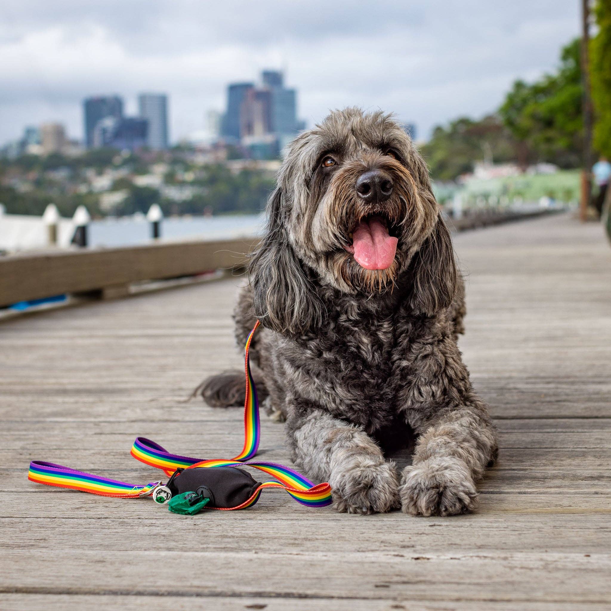 Rainbow Dog Leash with Built-in Poop Bag Holder