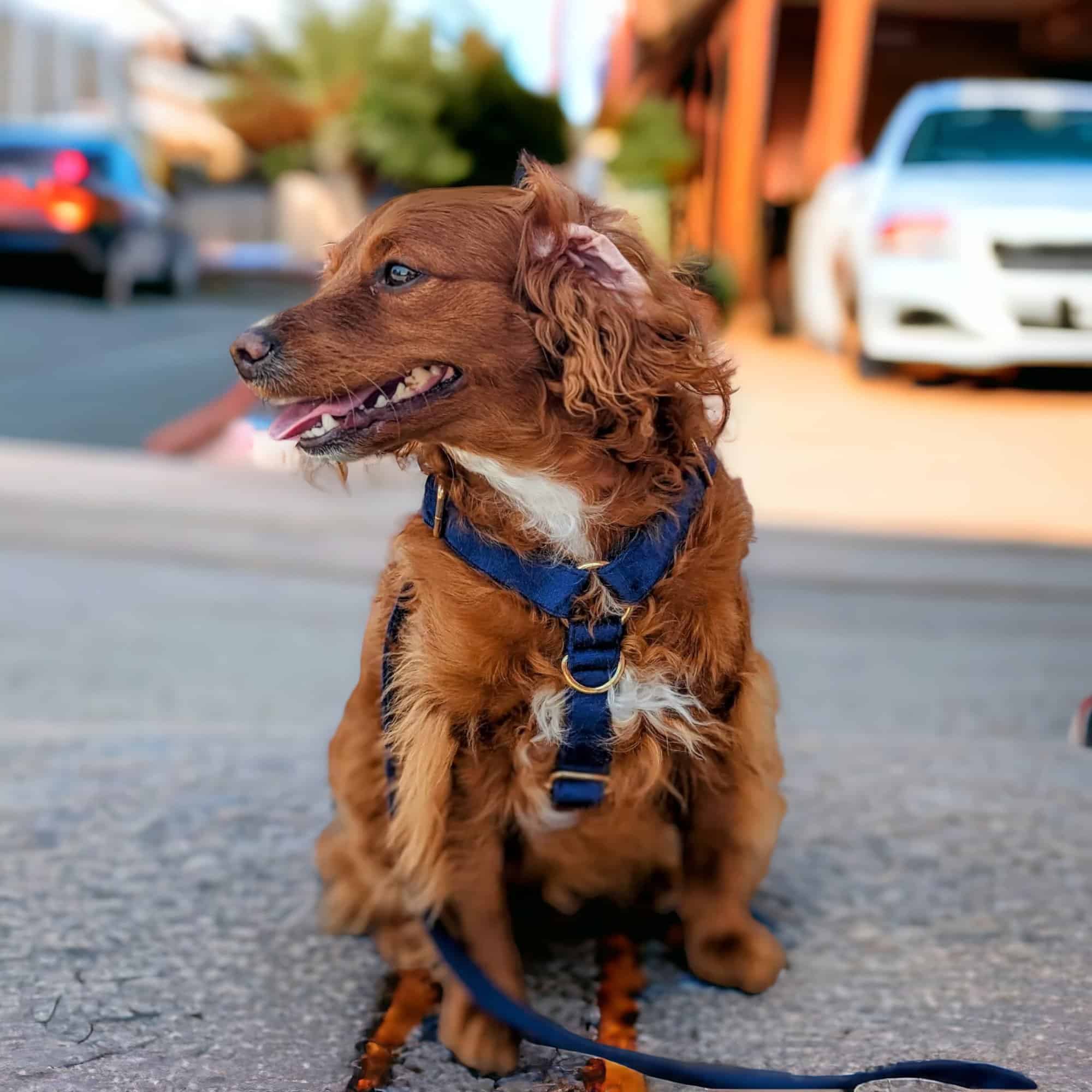 Luxe Velvet 4-in-1 Convertible Leash