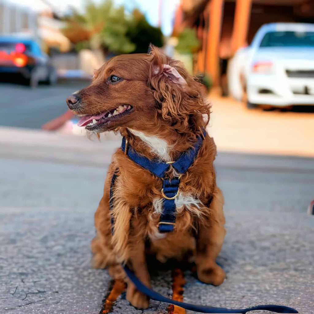 Luxe Velvet 4-in-1 Convertible Leash - Midnight Blue: Small (2cm)