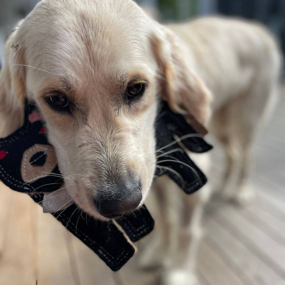 TAZ The Tassie Devil