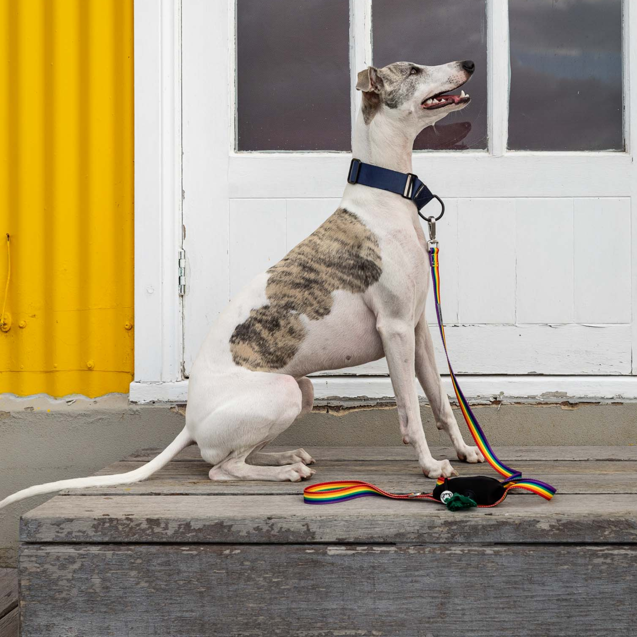 Rainbow Dog Leash with Built-in Poop Bag Holder