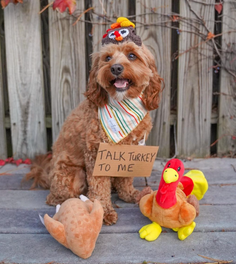 Midlee Roasted Thanksgiving Turkey Plush Dog Toy: Small