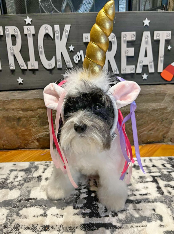 Midlee Dog Unicorn Headband Halloween Costume