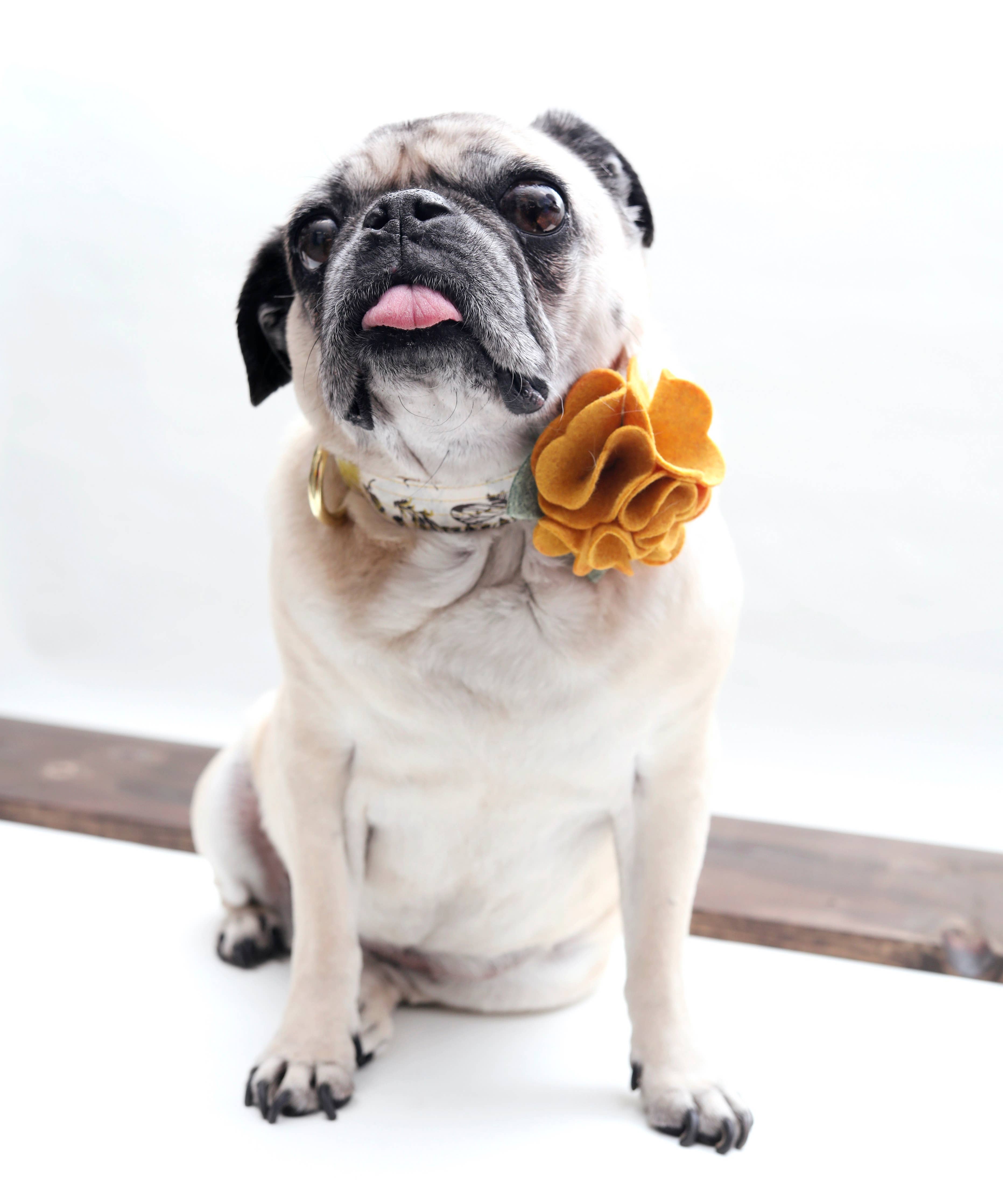 HYDRANGEA FLOWER COLLAR ACCESSORY