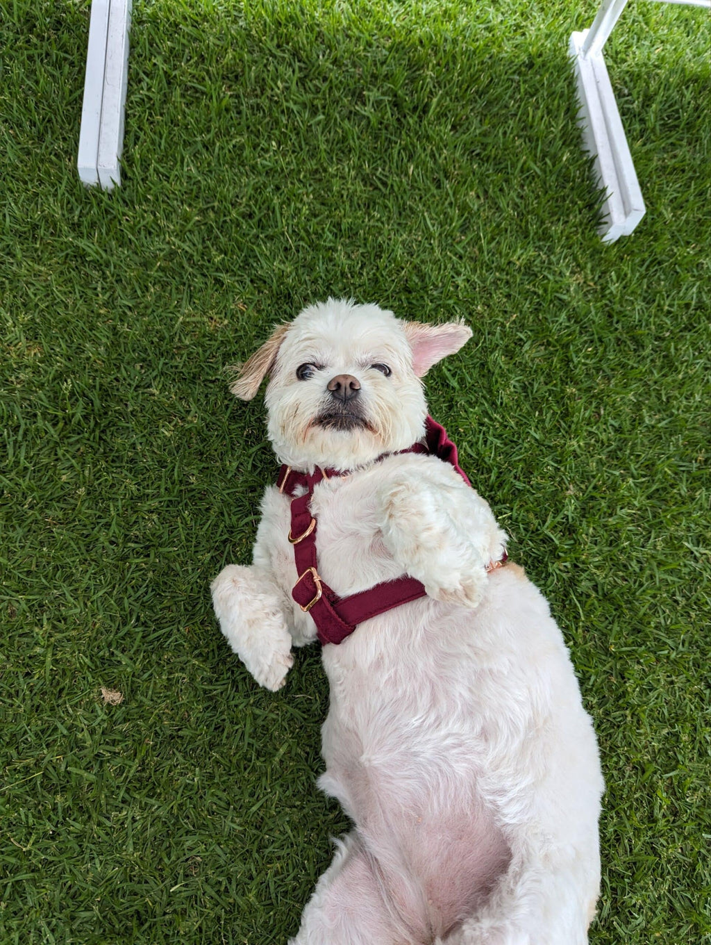 Luxe Velvet "No-Pull" Harness - Burgundy