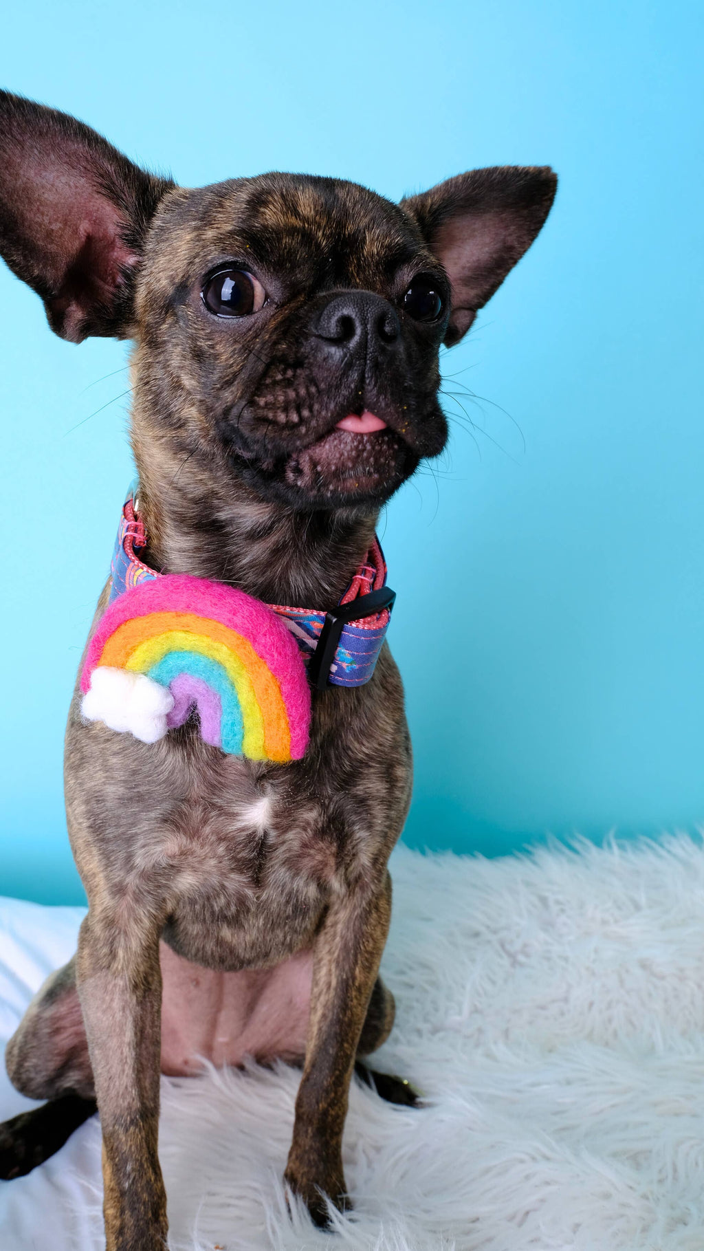 Rainbow Dog Collar Accessory (4 Colors) - Pride