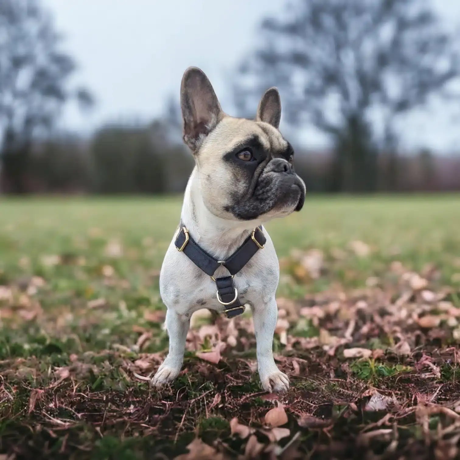 Luxe Velvet "No-Pull" Harness - Slate Grey: X Large