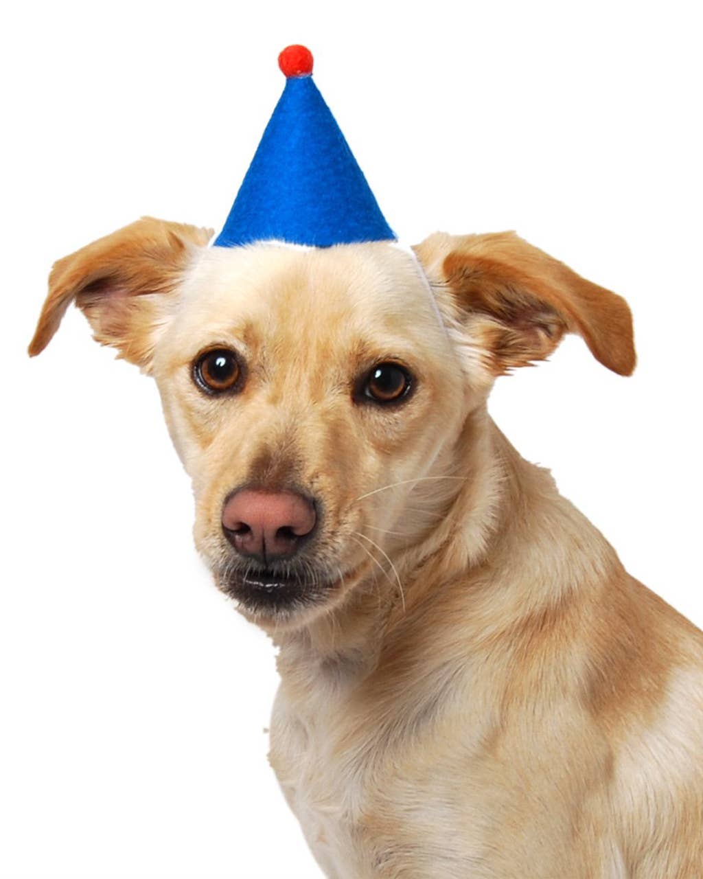 PAWTY HAT (Options Available): Blue