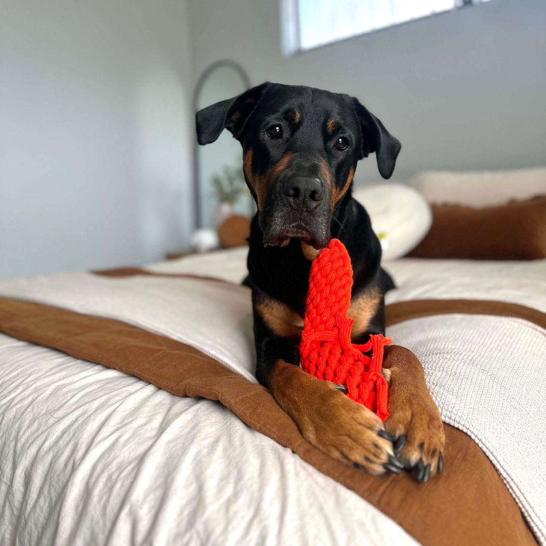 Outback Animal Toy - Pam The Prawn