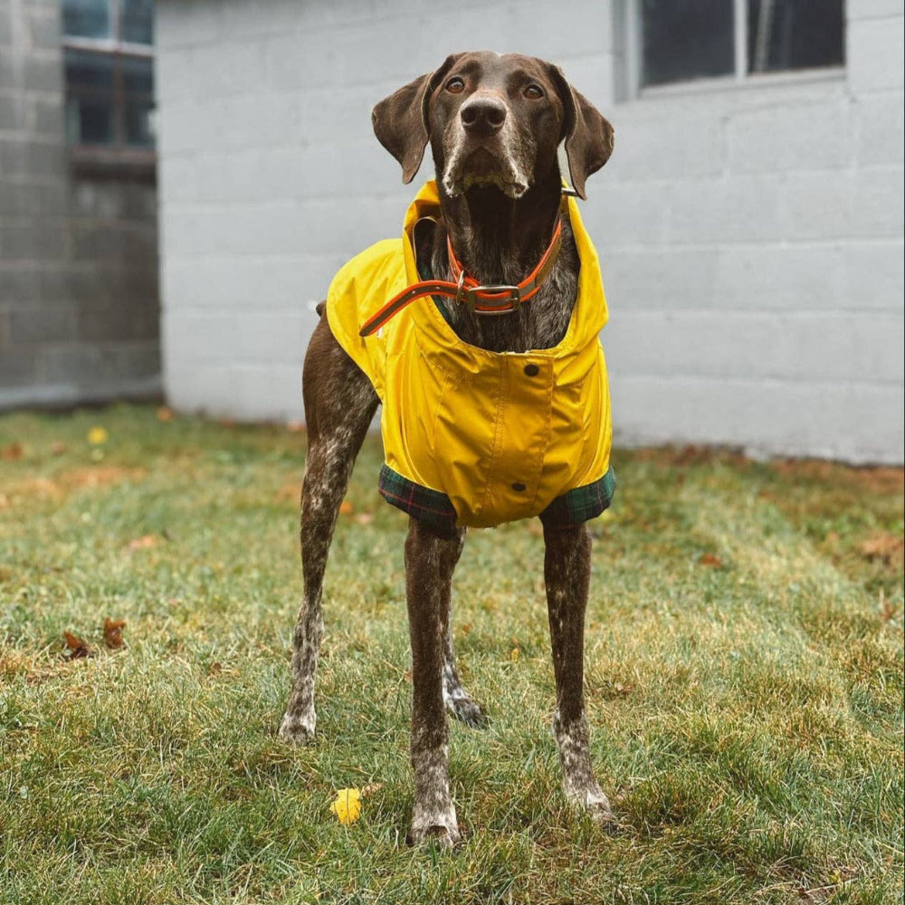 RAIN JACKET - Sunshine Yellow