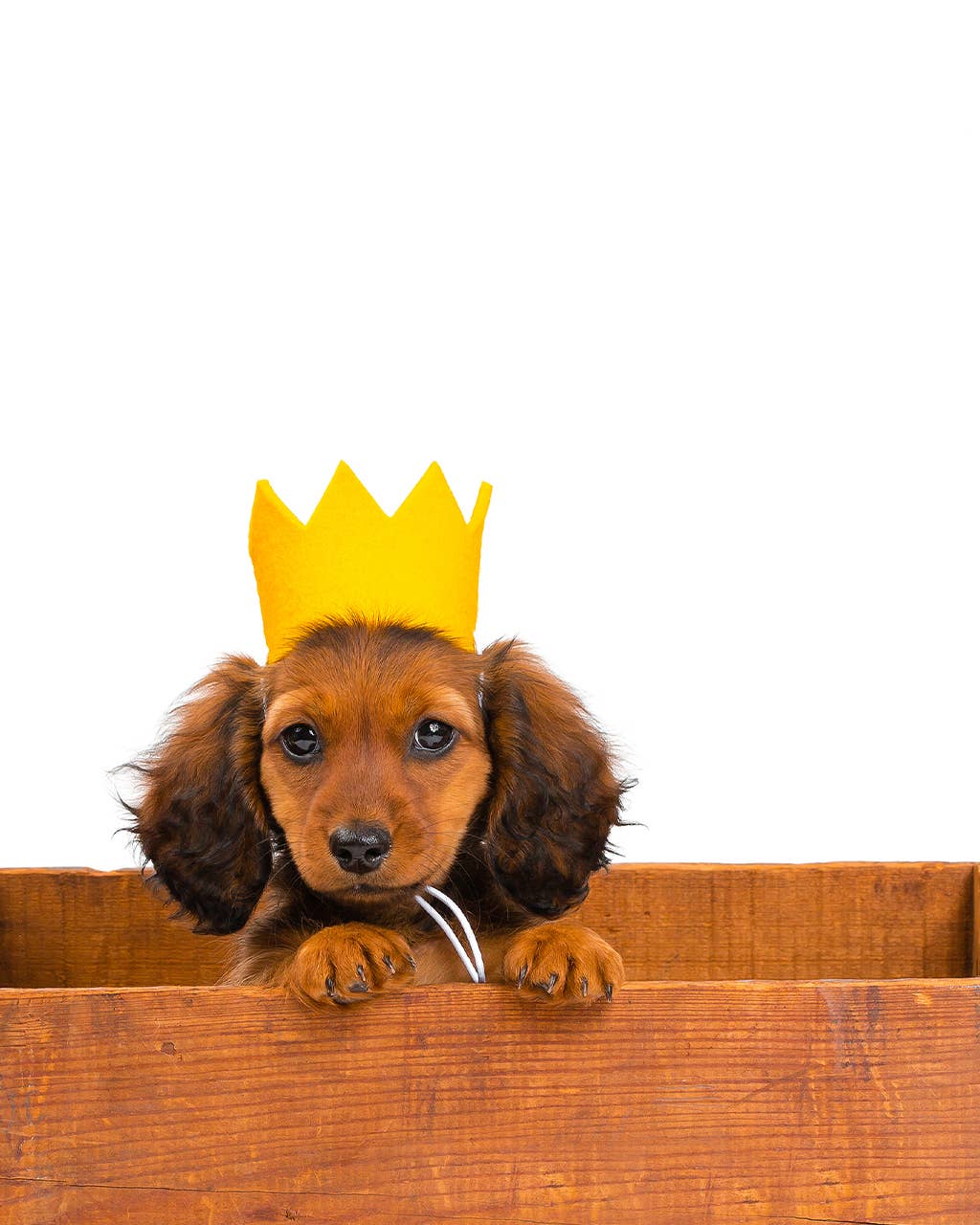 PARTY BEAST CROWN (Options Available): Blue