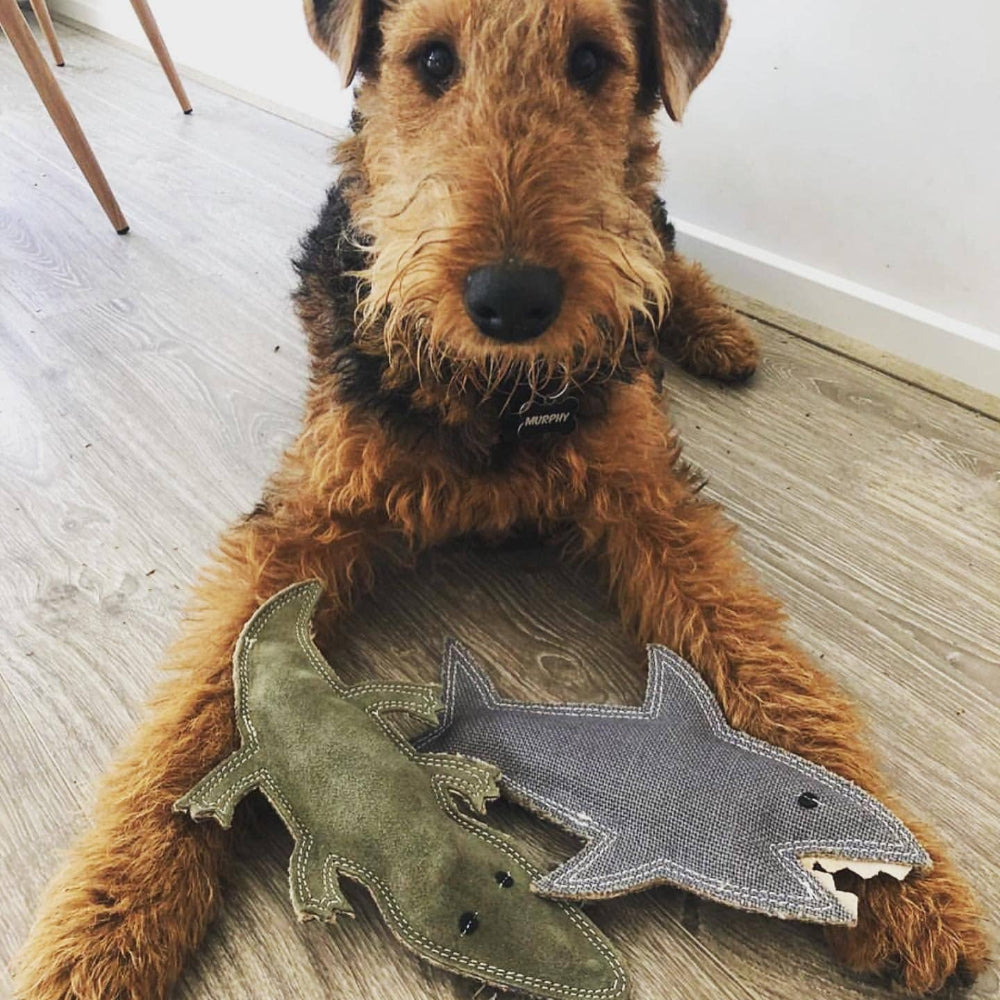 SHAZZA The Great White Shark