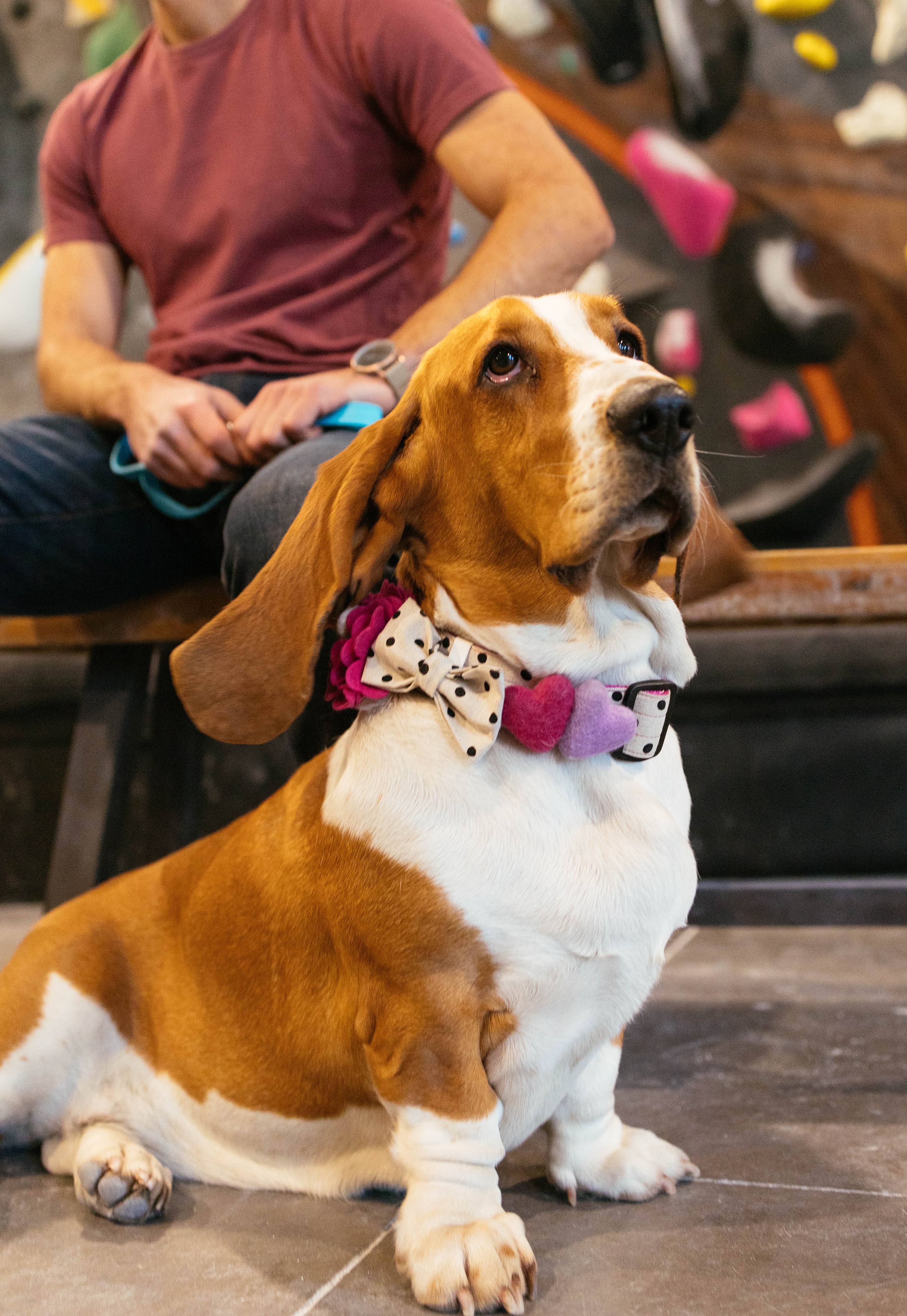 'Dottie' Polka Dot Canvas Dog Collar Bow Tie