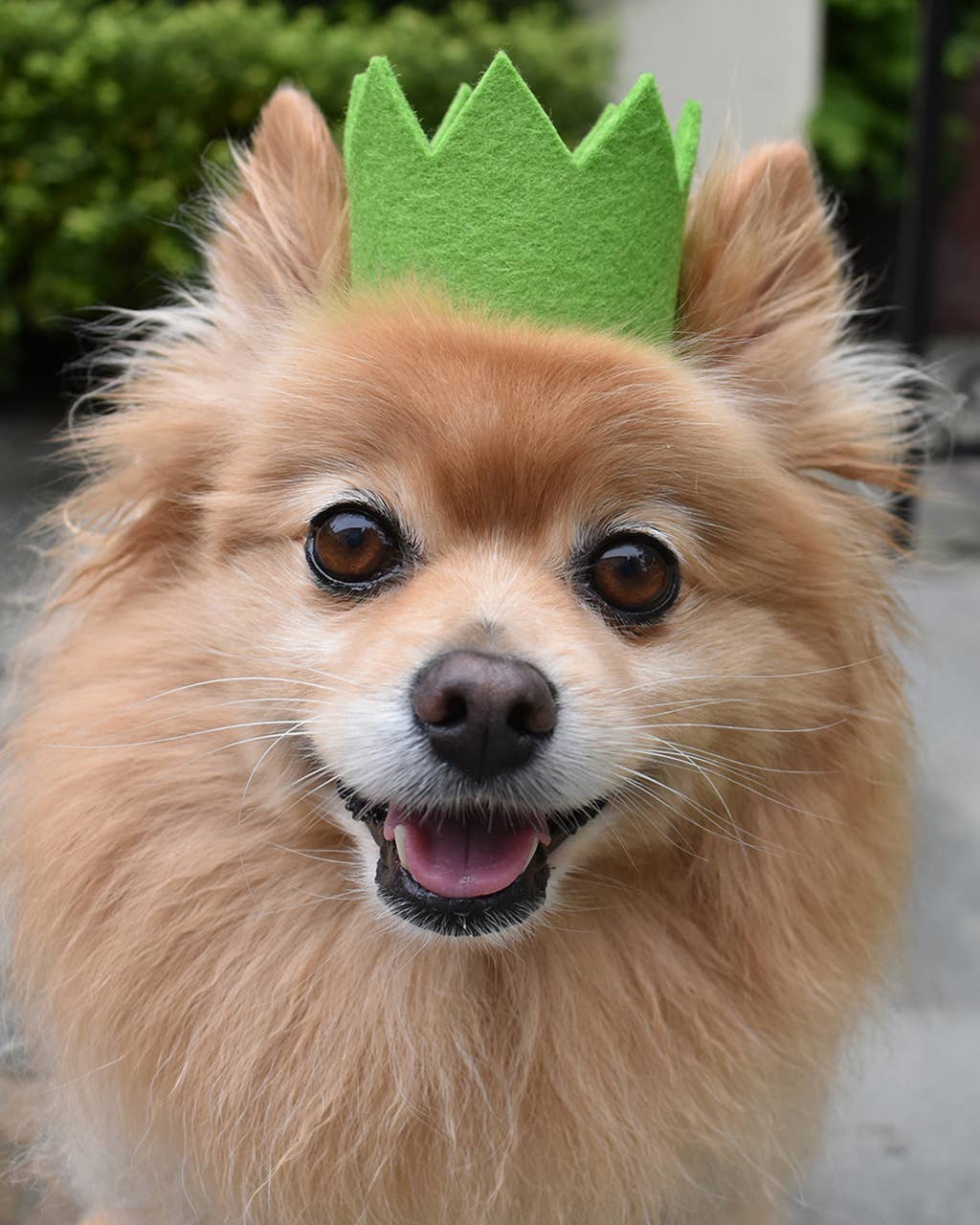 PARTY BEAST CROWN (Options Available): Blue