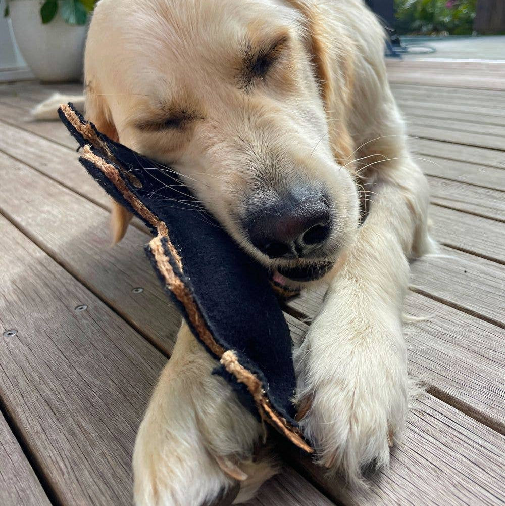 TAZ The Tassie Devil