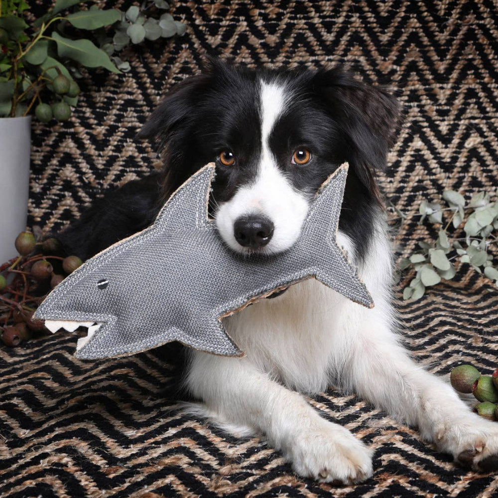 SHAZZA The Great White Shark
