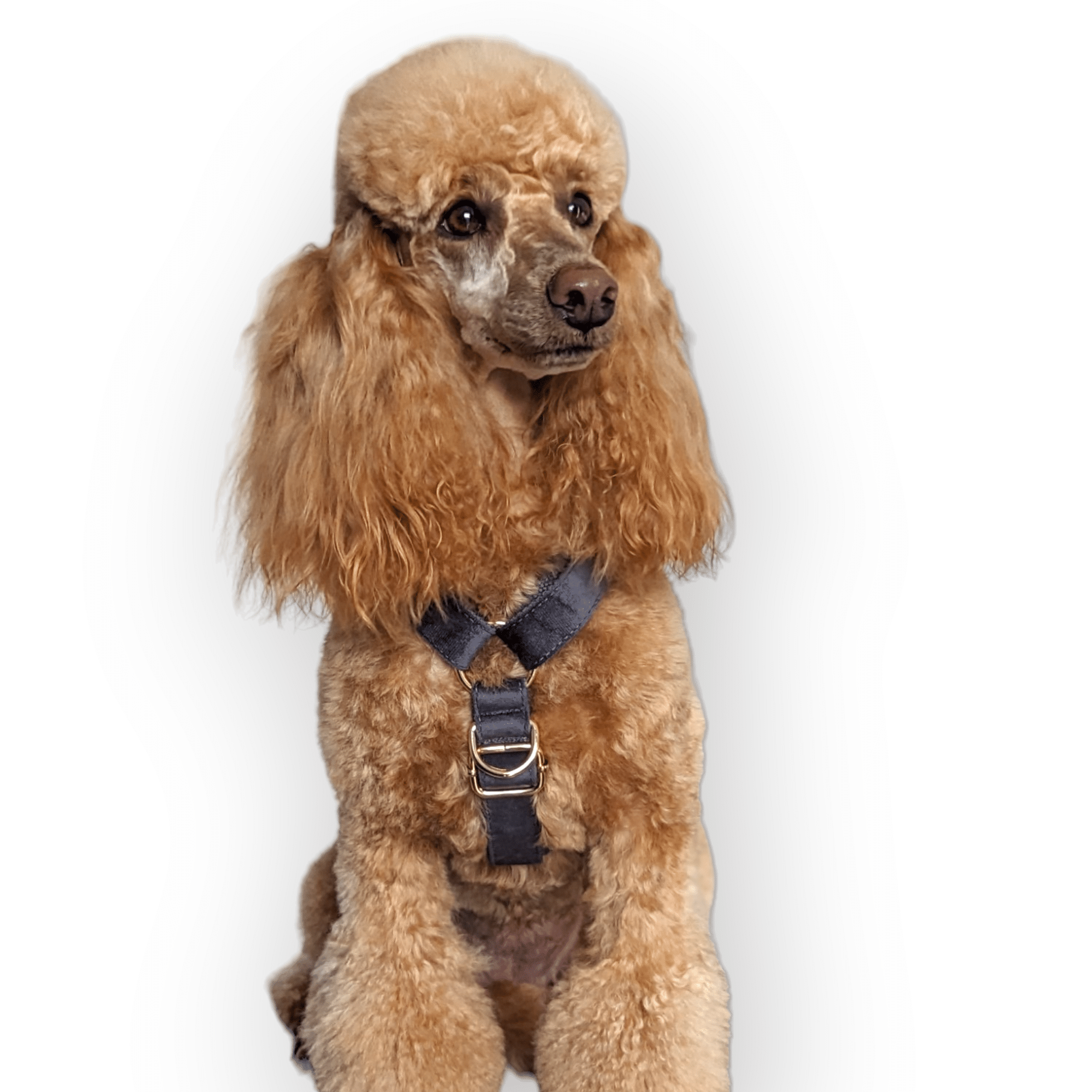 Luxe Velvet "No-Pull" Harness - Slate Grey: X Large