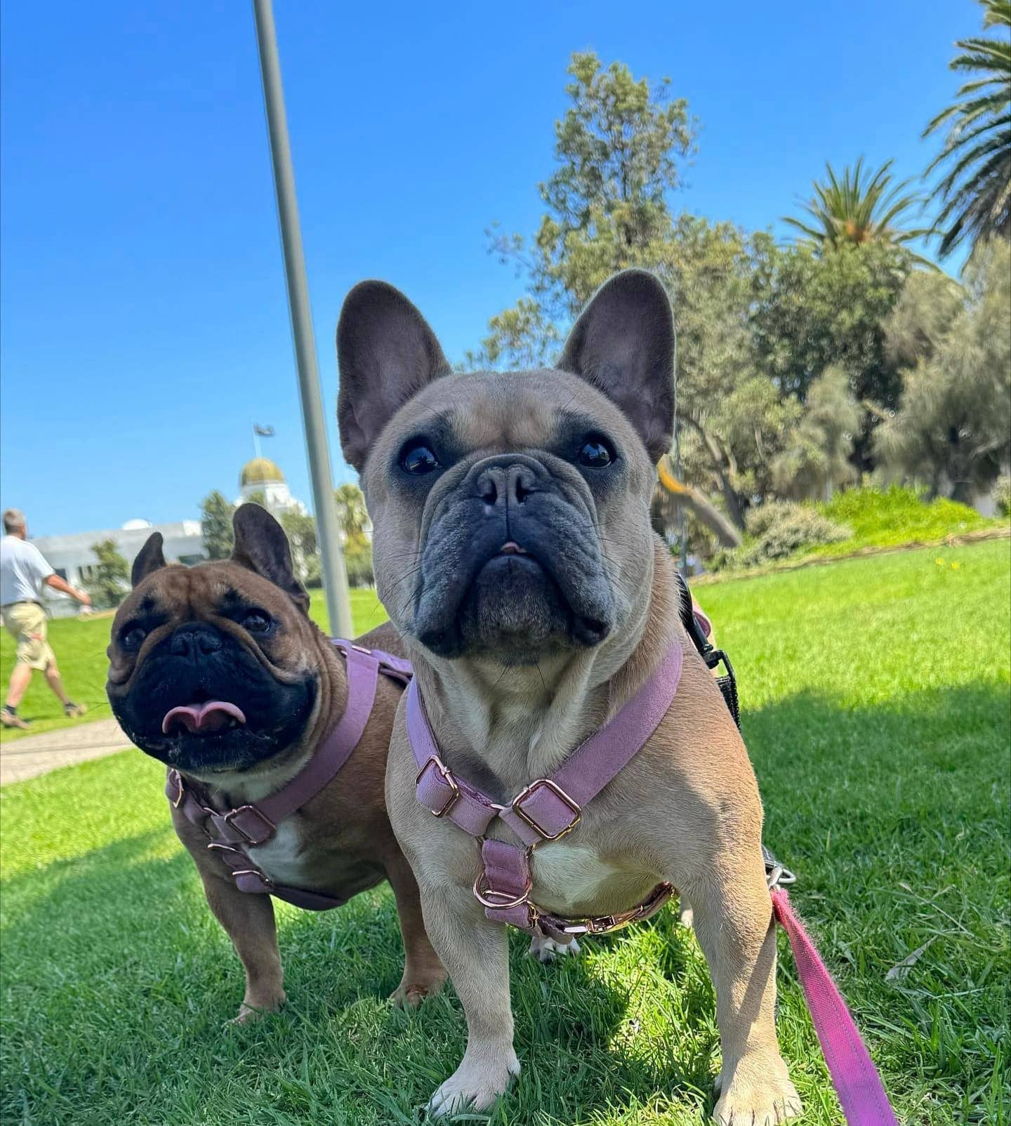 Luxe Velvet "No-Pull" Harness - Dusty Rose