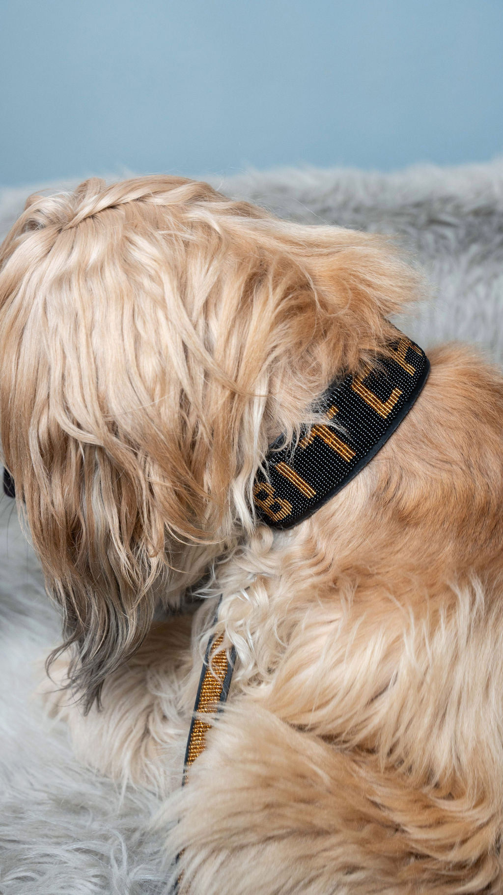 LOVEDOG B*TCH Collar Black Bead Gold Letters - Wide