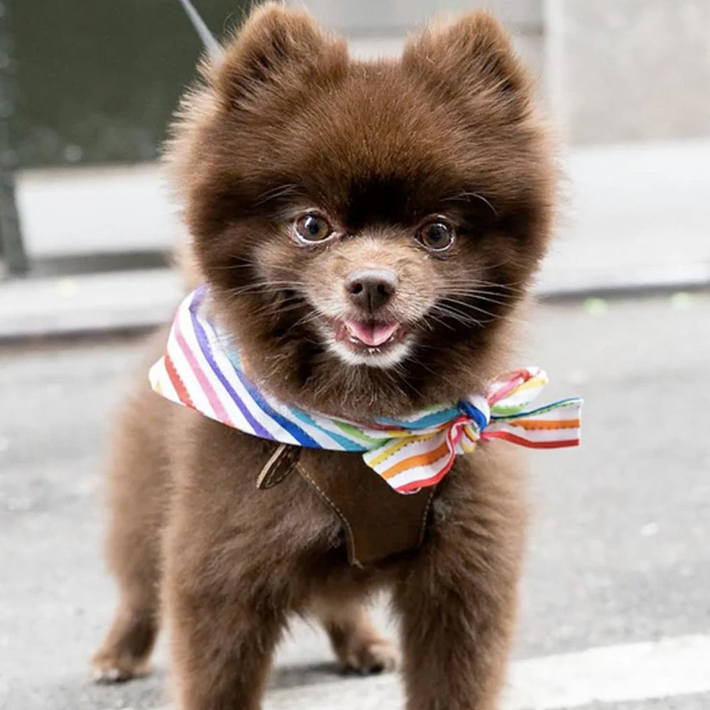 PRIDE Bandana