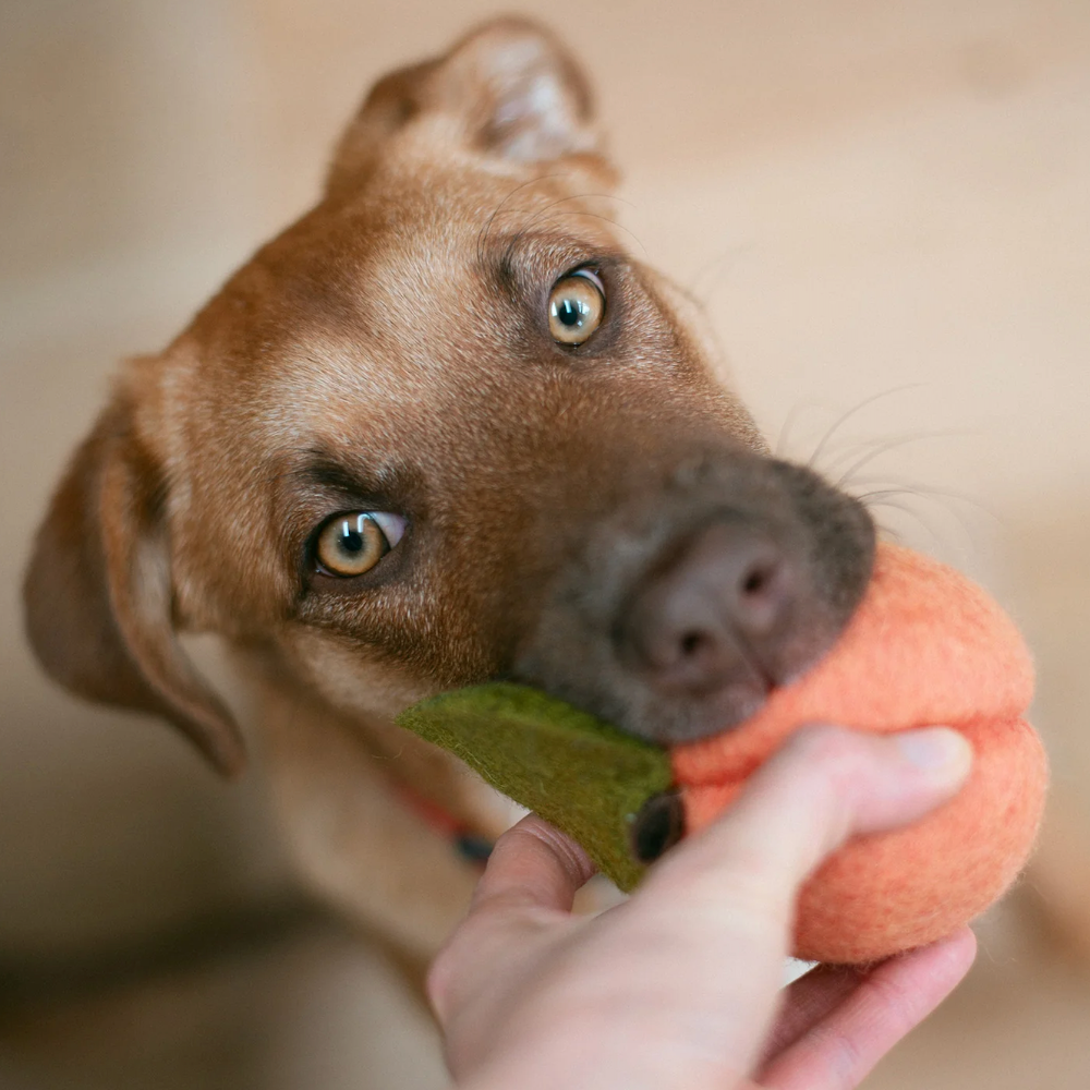 DOGGY PEACH