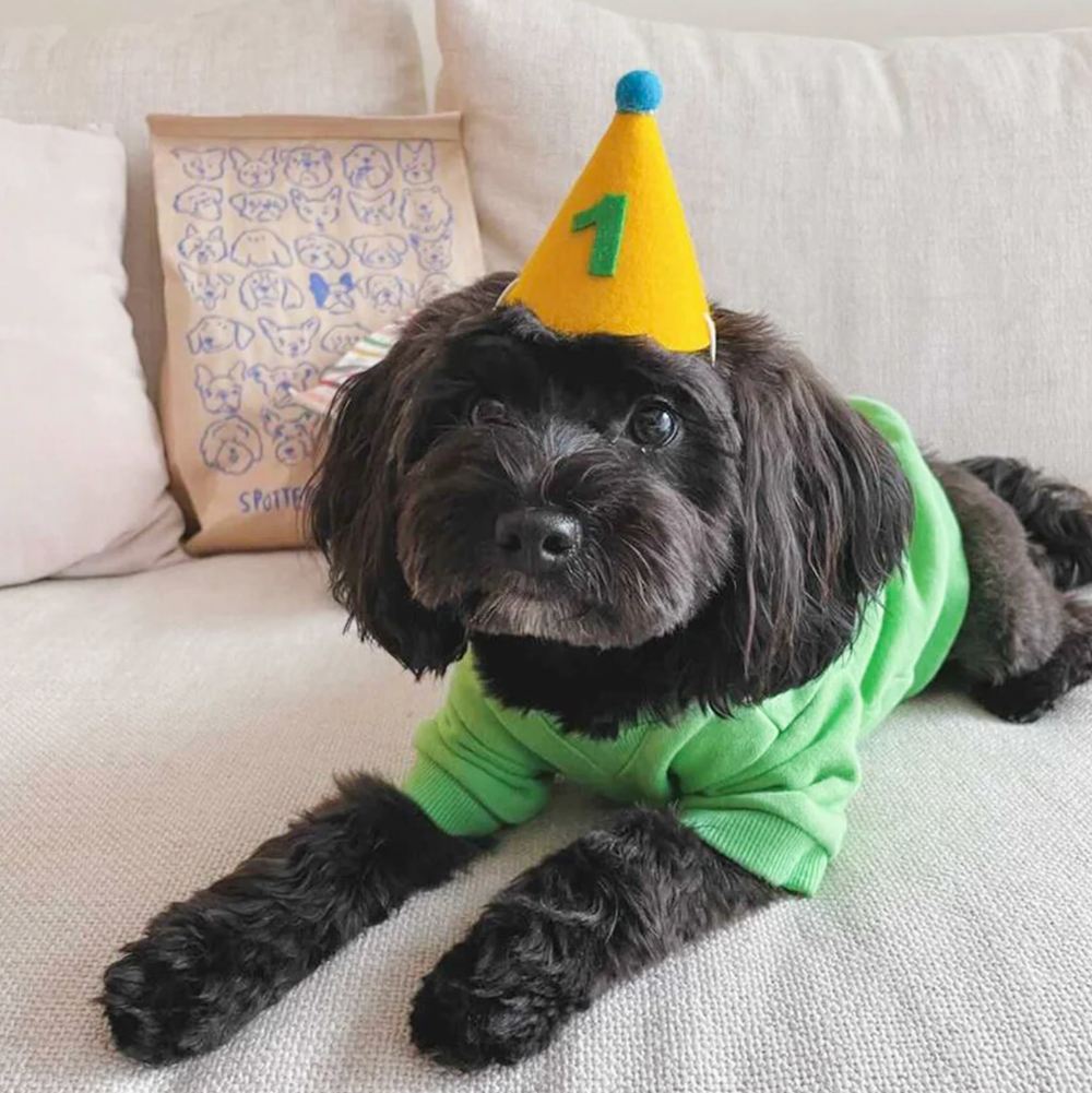 PAWTY HAT