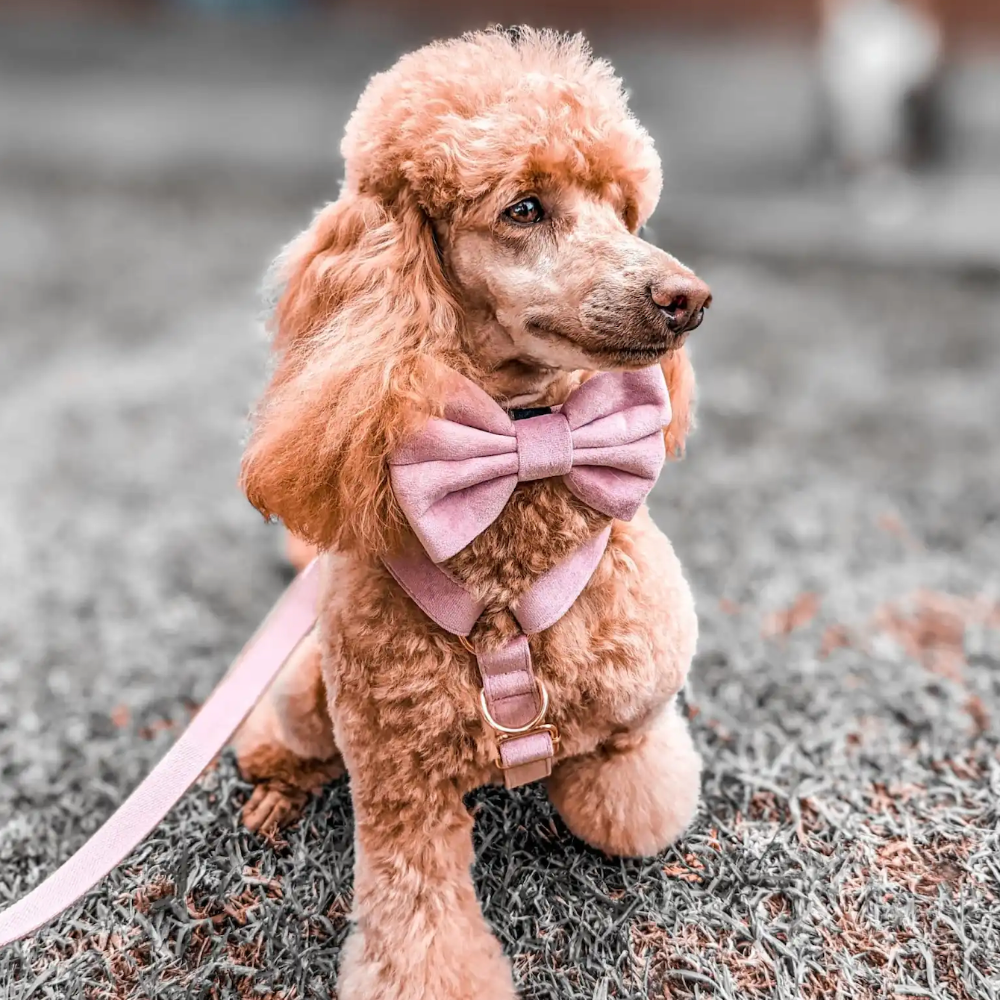 LUXE VELVET Leash - Dusty Rose